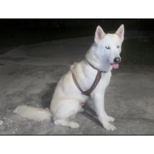 Image of unknown, Found Dog