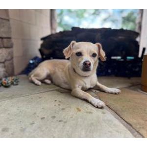 Image of Coco, Lost Dog