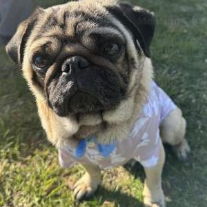 Lost Dog Ham