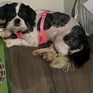 Lost Dog Ruby
