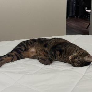 Image of Sheru, Lost Cat