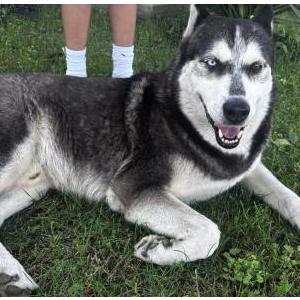 Found Dog Unknown