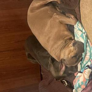 Image of Rusty and Blackjack, Lost Dog