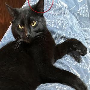 Image of Lono, Lost Cat