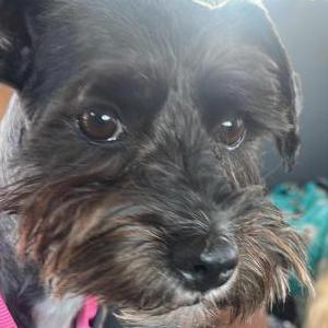 Image of Destiny, Lost Dog
