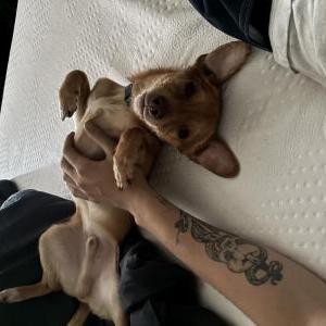Found Dog Unknown