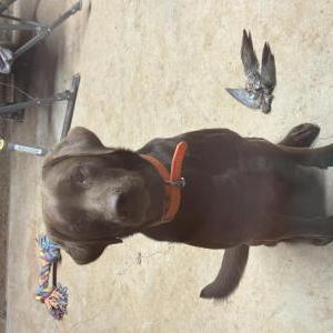 Image of Duke, Lost Dog