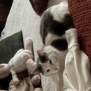 Image of Moo, Lost Cat