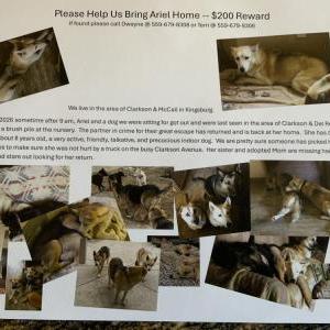 Image of Ariel, Lost Dog