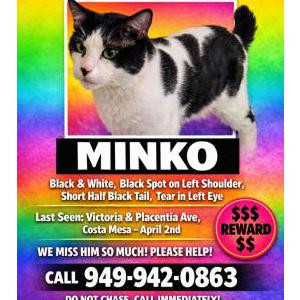 Image of Minko, Lost Cat