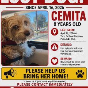 Image of Cemita, Lost Dog