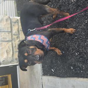Lost Dog Enzo