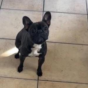 Lost Dog Fifi