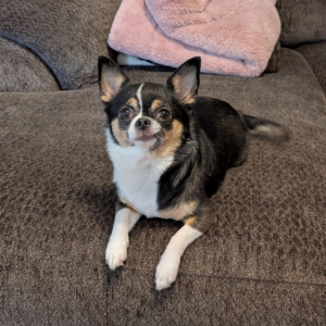 Lost Dog Mocha