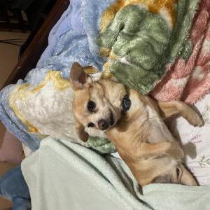 Lost Dog Rambo
