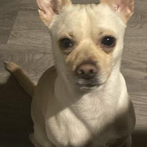 Lost Dog Butters