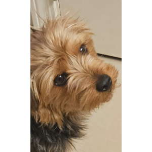 Image of Kai, Lost Dog