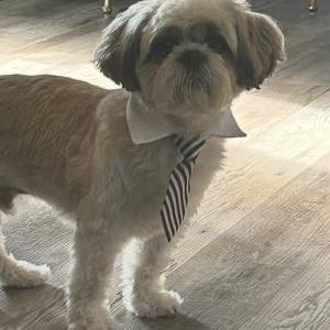 Image of Kash, Lost Dog