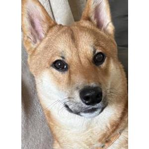 Image of Kenji, Lost Dog