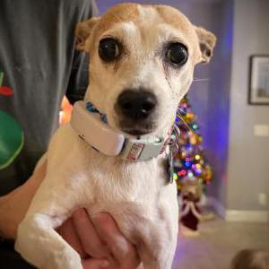 Image of Emmy, Lost Dog