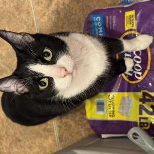 Image of Wallie, Lost Cat