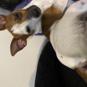 Image of Reri, Lost Dog