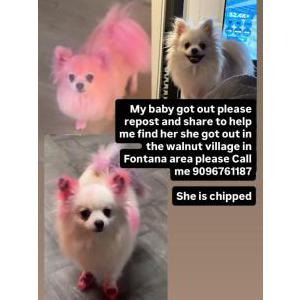 Image of Chanel, Lost Dog