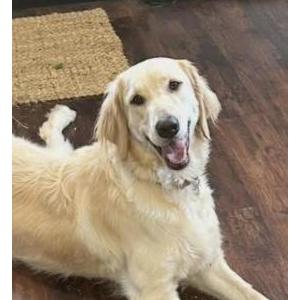 Lost Dog Honey