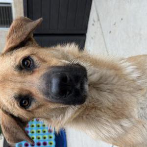 Image of Unknown, Found Dog