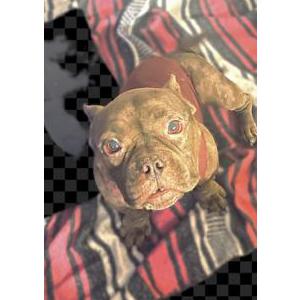 Image of ROYAL, Lost Dog