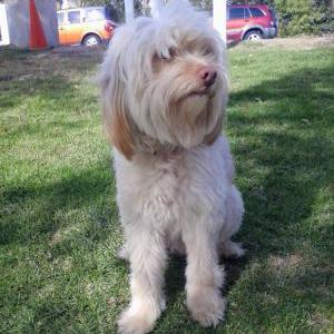 Image of Snoopy, Lost Dog