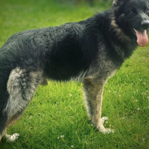 Image of Hercules, Lost Dog