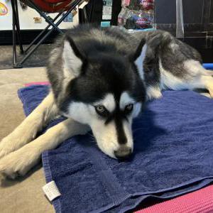 Image of Unknown, Found Dog