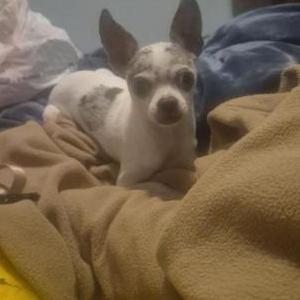 Image of Prince, Lost Dog