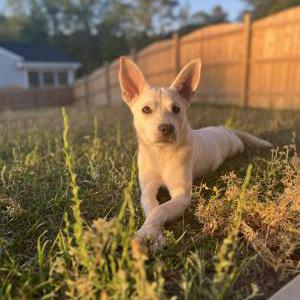 Lost Dog Dobby