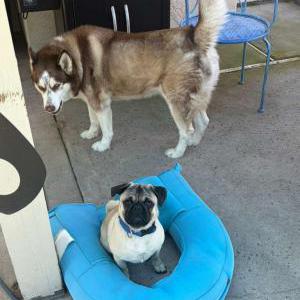 Image of Luna, Lost Dog