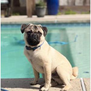Image of Boaz or Bo, Lost Dog