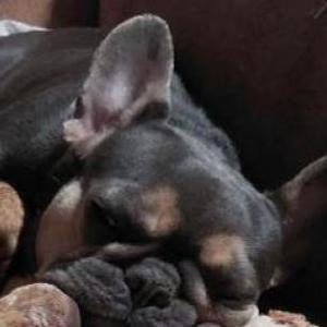 Image of Lilo, Lost Dog