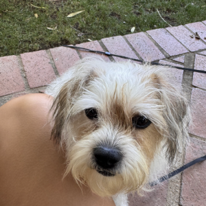 Image of Unknown, Found Dog