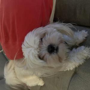 Image of Luna, Lost Dog