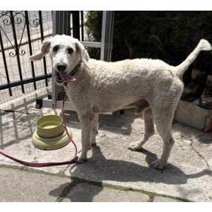 Image of Unknown, Found Dog