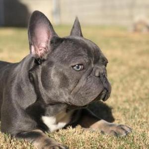 Lost Dog Stitch