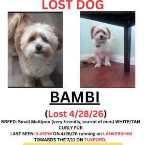Image of Bambi, Lost Dog