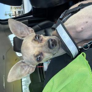 Image of Flako, Lost Dog