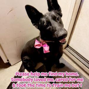 Image of Unknown, Found Dog