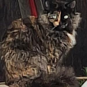 Image of Lilith, Lost Cat