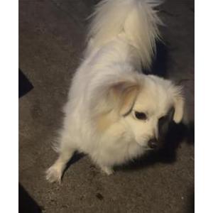 Lost Dog Milo
