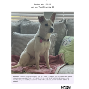 Lost Dog Dobby