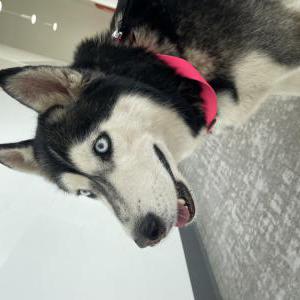 Image of Unknown, Found Dog