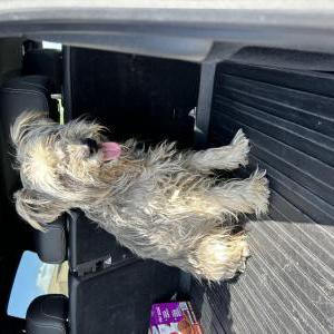 Found Dog Unknown